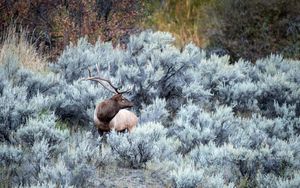 Preview wallpaper deer, frost, horns, forest