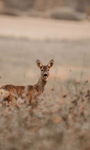 Preview wallpaper deer, glance, animal, field, wildlife