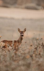 Preview wallpaper deer, glance, animal, field, wildlife
