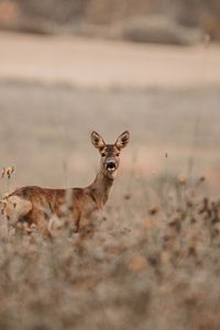 Preview wallpaper deer, glance, animal, field, wildlife