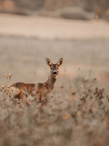 Preview wallpaper deer, glance, animal, field, wildlife