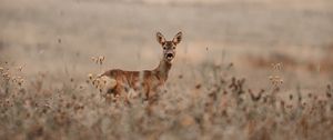 Preview wallpaper deer, glance, animal, field, wildlife