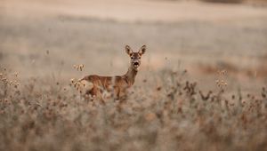 Preview wallpaper deer, glance, animal, field, wildlife