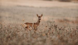 Preview wallpaper deer, glance, animal, field, wildlife
