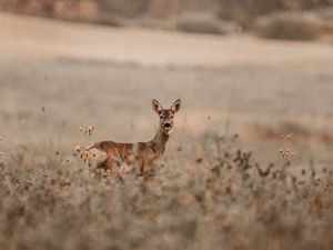 Preview wallpaper deer, glance, animal, field, wildlife