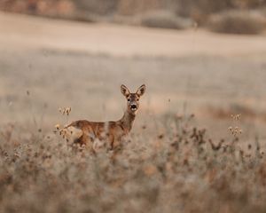 Preview wallpaper deer, glance, animal, field, wildlife