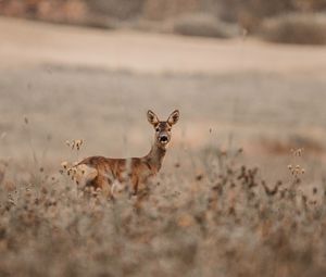 Preview wallpaper deer, glance, animal, field, wildlife