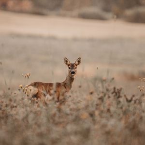Preview wallpaper deer, glance, animal, field, wildlife