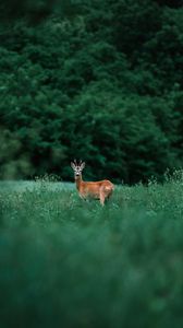 Preview wallpaper deer, glance, animal, grass