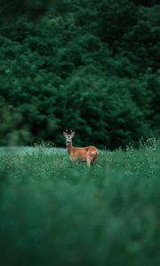 Preview wallpaper deer, glance, animal, grass