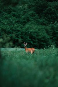 Preview wallpaper deer, glance, animal, grass