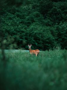 Preview wallpaper deer, glance, animal, grass