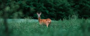 Preview wallpaper deer, glance, animal, grass