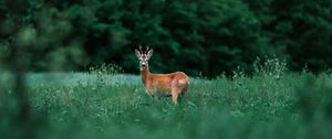 Preview wallpaper deer, glance, animal, grass