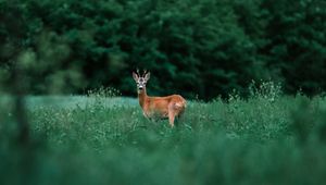 Preview wallpaper deer, glance, animal, grass