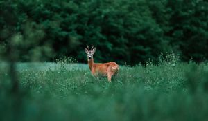 Preview wallpaper deer, glance, animal, grass