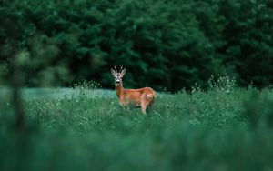 Preview wallpaper deer, glance, animal, grass