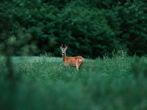 Preview wallpaper deer, glance, animal, grass