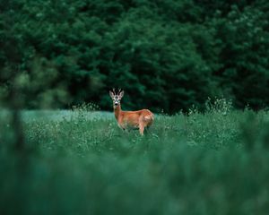 Preview wallpaper deer, glance, animal, grass