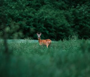 Preview wallpaper deer, glance, animal, grass