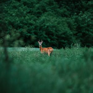 Preview wallpaper deer, glance, animal, grass