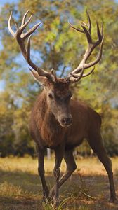 Preview wallpaper deer, glance, animal, antlers, wildlife