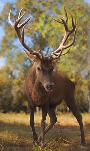 Preview wallpaper deer, glance, animal, antlers, wildlife