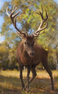 Preview wallpaper deer, glance, animal, antlers, wildlife