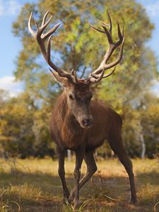 Preview wallpaper deer, glance, animal, antlers, wildlife