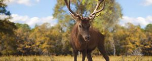 Preview wallpaper deer, glance, animal, antlers, wildlife