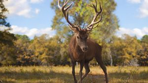 Preview wallpaper deer, glance, animal, antlers, wildlife