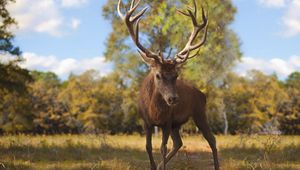 Preview wallpaper deer, glance, animal, antlers, wildlife