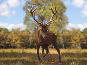 Preview wallpaper deer, glance, animal, antlers, wildlife