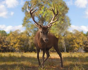 Preview wallpaper deer, glance, animal, antlers, wildlife