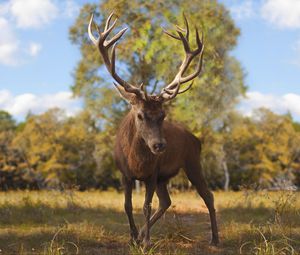 Preview wallpaper deer, glance, animal, antlers, wildlife