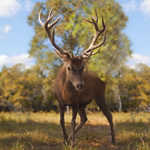 Preview wallpaper deer, glance, animal, antlers, wildlife