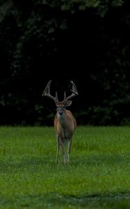 Preview wallpaper deer, grass, animal, wildlife