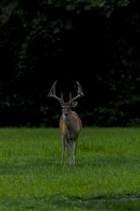 Preview wallpaper deer, grass, animal, wildlife