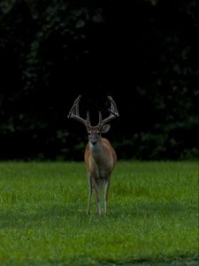 Preview wallpaper deer, grass, animal, wildlife