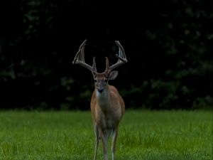 Preview wallpaper deer, grass, animal, wildlife