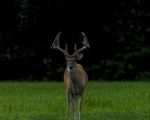 Preview wallpaper deer, grass, animal, wildlife