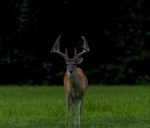 Preview wallpaper deer, grass, animal, wildlife