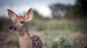 Preview wallpaper deer, grass, blur, face