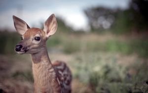 Preview wallpaper deer, grass, blur, face