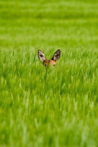 Preview wallpaper deer, grass, ears, hide