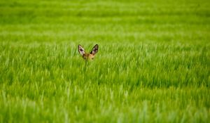 Preview wallpaper deer, grass, ears, hide