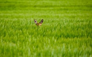 Preview wallpaper deer, grass, ears, hide