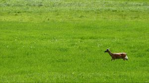 Preview wallpaper deer, grass, field, walk