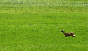 Preview wallpaper deer, grass, field, walk