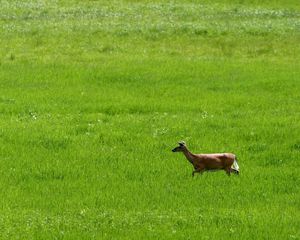 Preview wallpaper deer, grass, field, walk